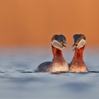 RedneckedGrebe