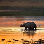 RhinocerosIndia