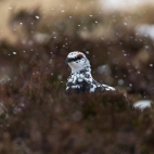 SnowPtarmigan