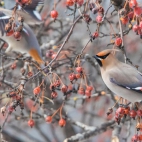 WinterWaxwing