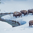 WinterBison