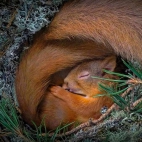 SquirrelNesting_1920x1080