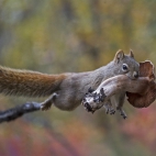 SquirrelMushroom