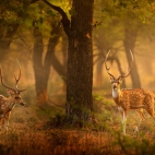 SpottedDeers_1920x1080