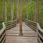 CorkscrewSwamp