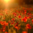 PoppyField