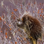 PorcupineWillow