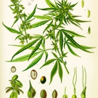 Cannabisowska tablica