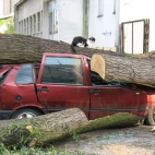 Kotek przewrócił drzewo i zmiażdżył autko :)