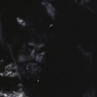 pantera