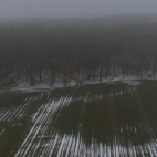 las w gałczewku
