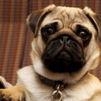 Mops
