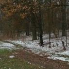 las w gałczewku