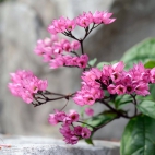 2_chrischung-flowers