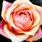 4_chrischung-flowers