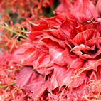 5_chrischung-flowers