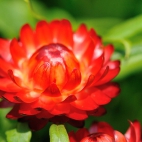 6_chrischung-flowers