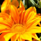 7_chrischung-flowers