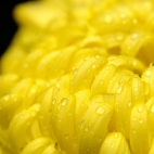 8_chrischung-flowers