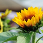 9_chrischung-flowers