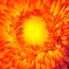10_chrischung-flowers