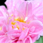 11_chrischung-flowers