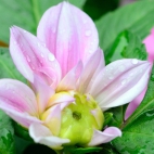 12_chrischung-flowers