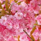 beautiful_pink_japanese_sakura_tree-wallpaper-1920x1200