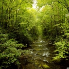 beautiful_young_forest-wallpaper-1920x1200