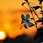 china_rose-wallpaper-1920x1200