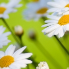 daisies_9-wallpaper-1920x1200