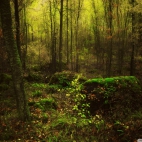 grove_2-wallpaper-1920x1200