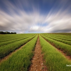 landscapes-205v