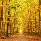 landscapes-207a