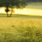 landscapes-239a