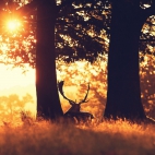 landscapes-242a
