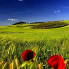 landscapes-250v