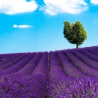 landscapes-251a