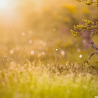 morning_sun_3-wallpaper-1920x1200