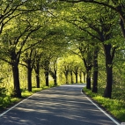 road_among_trees-wallpaper-1920x1200