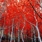 sierra_nevada_red_trees-wallpaper-1920x1200