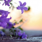 small_violet_flowers-wallpaper-1920x1200