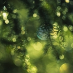 Holiday Wallpaper HD 002
