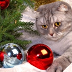 Holiday Wallpaper HD 014