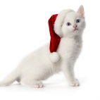Holiday Wallpaper HD 058