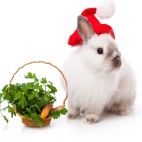 Holiday Wallpaper HD 116