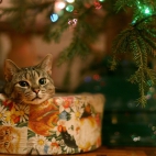 Holiday Wallpaper HD 133