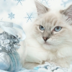 Holiday Wallpaper HD 311