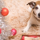 Holiday Wallpaper HD 351