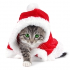 Holiday Wallpaper HD 405